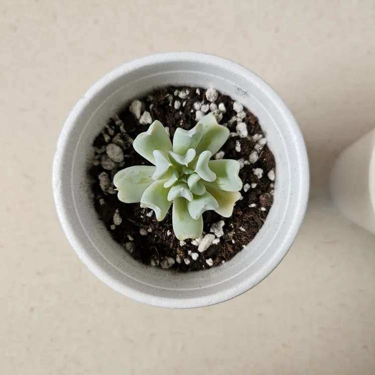 Topsy Turvy Echeveria Succulents image indicator(2)