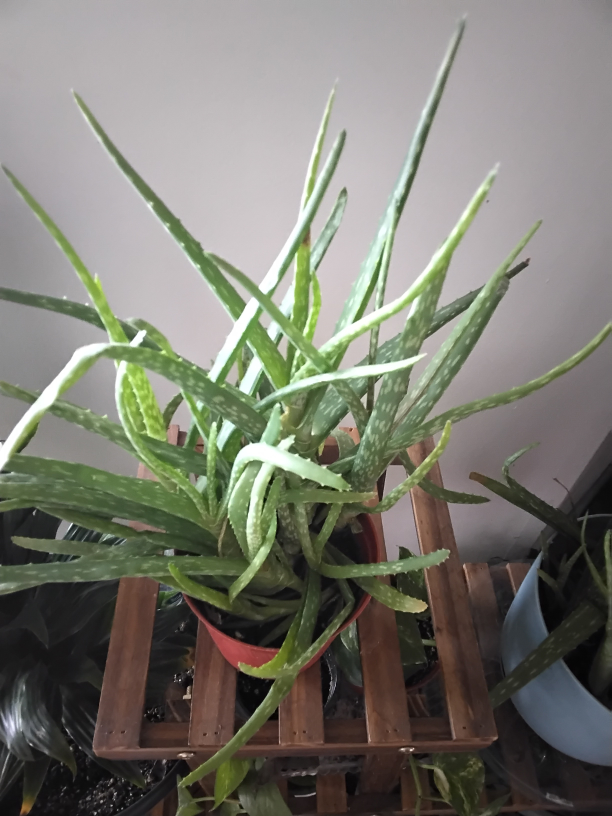 Aloe Vera Plant