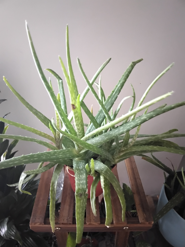 Aloe Vera Plant - photo 3