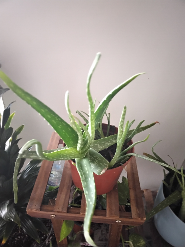 Aloe Vera Plant - photo 4