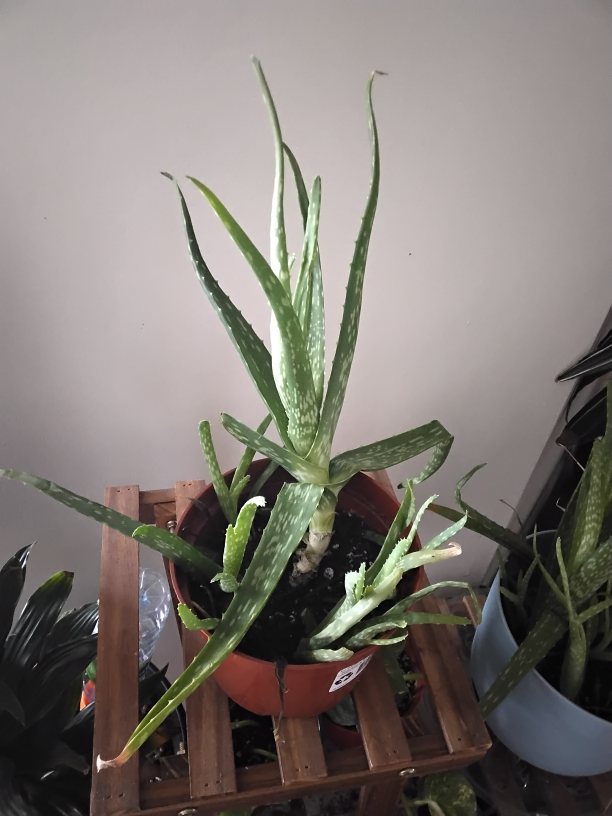 Aloe Vera Plant - photo 5