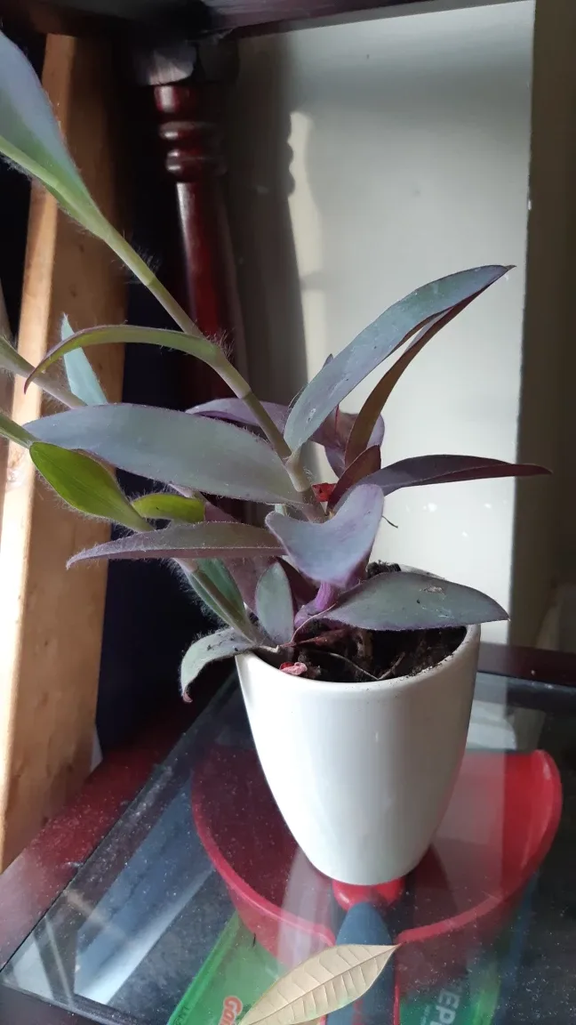 READY TO POT Spring Propagated Dracaena Plant 🌱 image indicator(2)