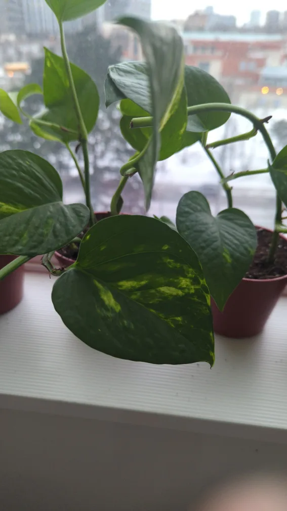 Golden Pothos plants (propagated babies) image indicator(2)