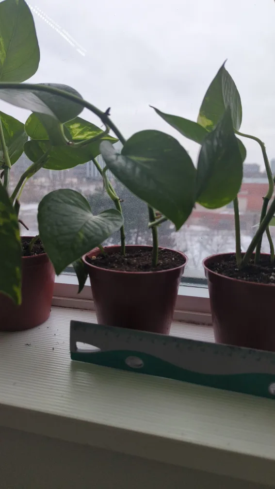 Golden Pothos plants (propagated babies) image indicator(3)