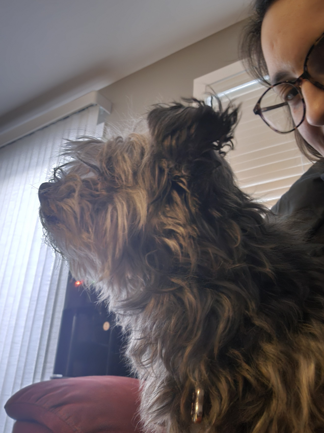Pet Sitting Services - photo 3