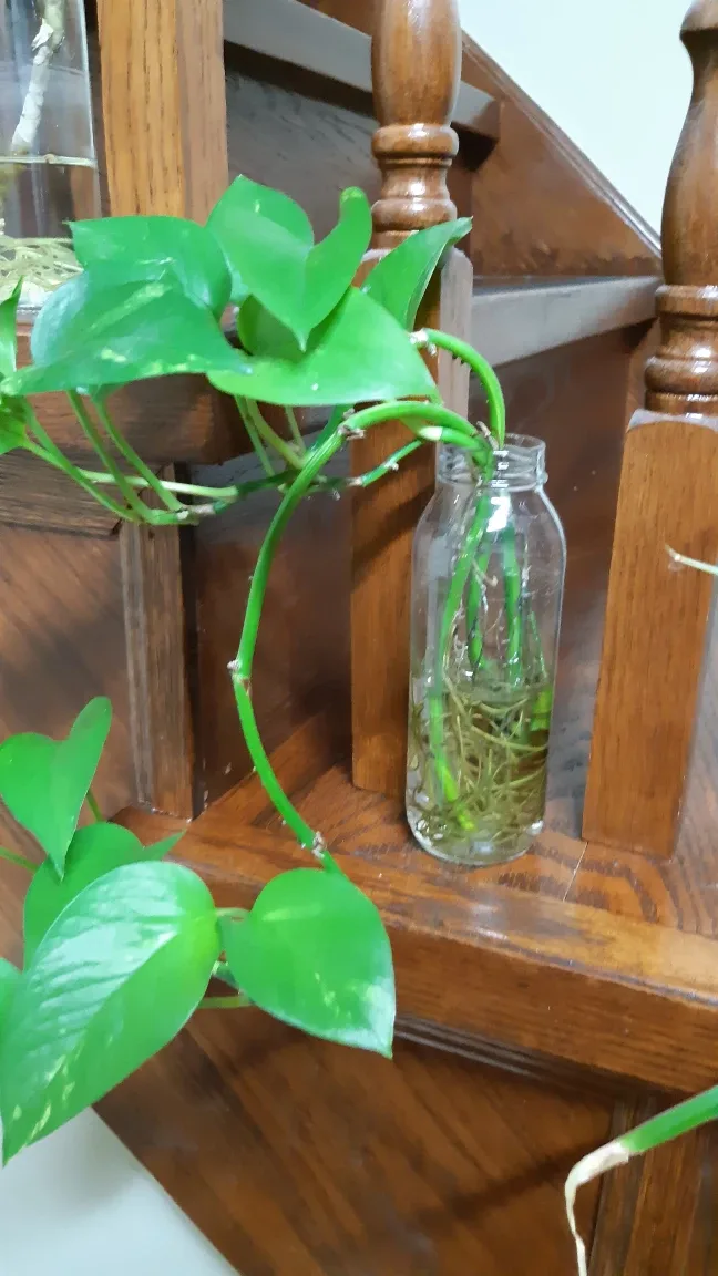 READY TO POT Easy Plant Golden Pothos Clipping 🌱 for spring image indicator(4)