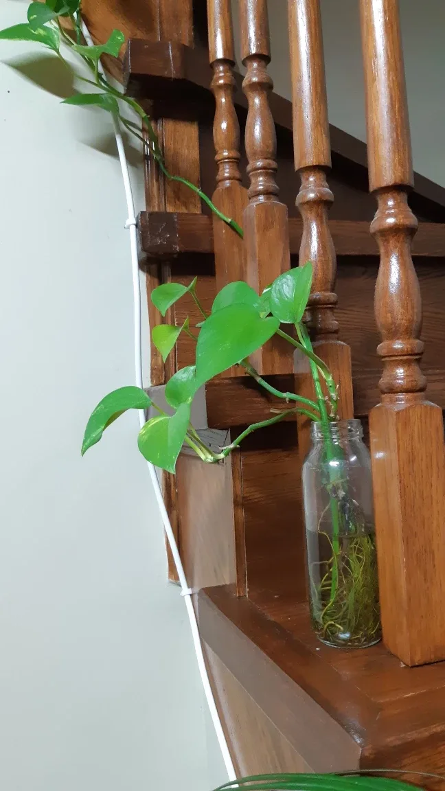 READY TO POT Easy Plant Golden Pothos Clipping 🌱 for spring image indicator(3)