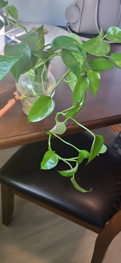 Money plant - Pothos Plants with vase