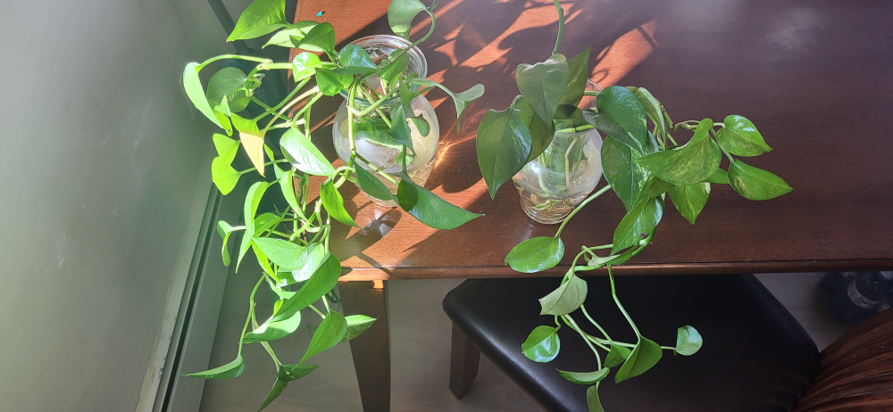 Money plant - Pothos Plants with vase - photo 2
