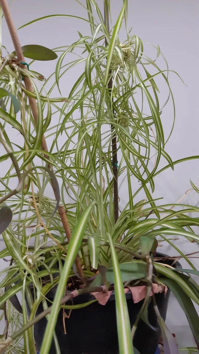 READY TO POT Spring Propagated Dracaena Plant 🌱 image indicator(3)