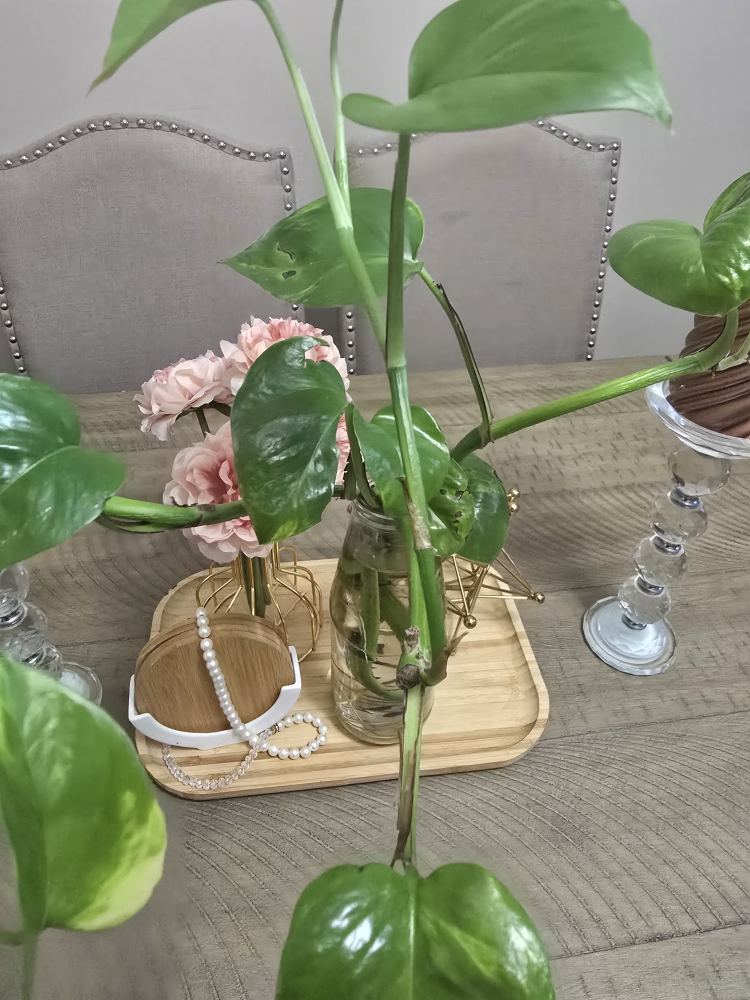 Golden Pothos Cutting in Water