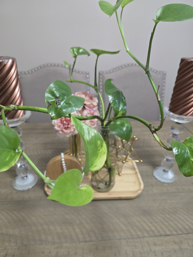 Golden Pothos Cutting in Water - photo 2