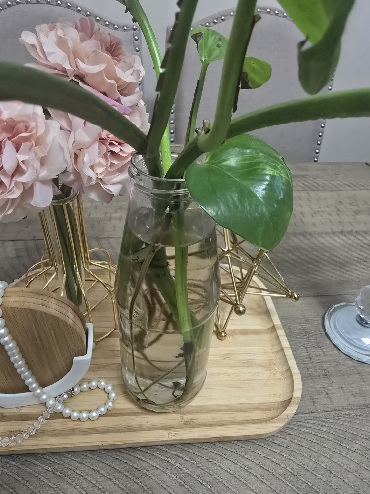 Golden Pothos Cutting in Water - photo 3