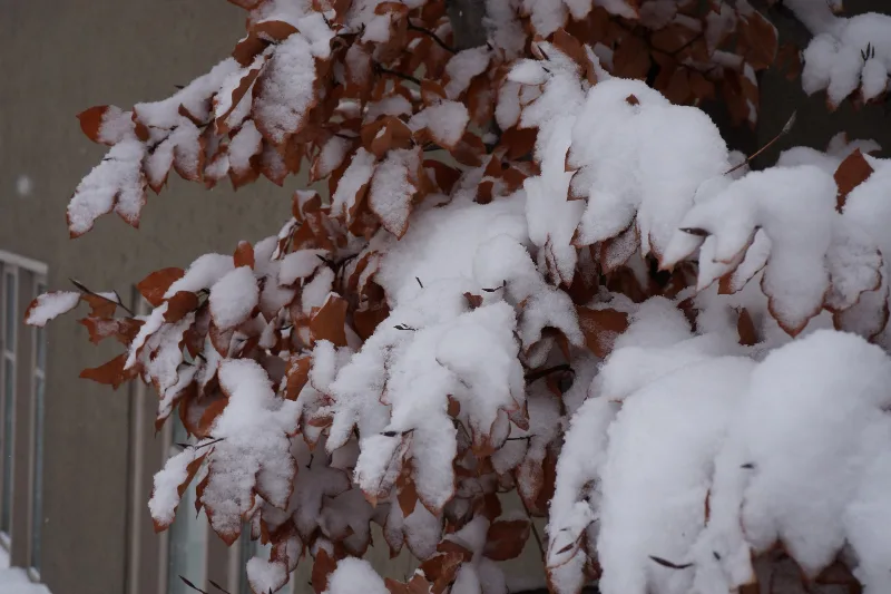 Sony Pro Camera image indicator(5)