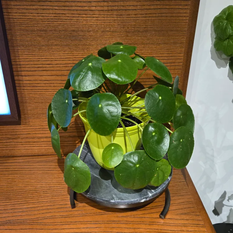 Pilea (Money Plant) in Lime Green Pot🌱 thumbnail