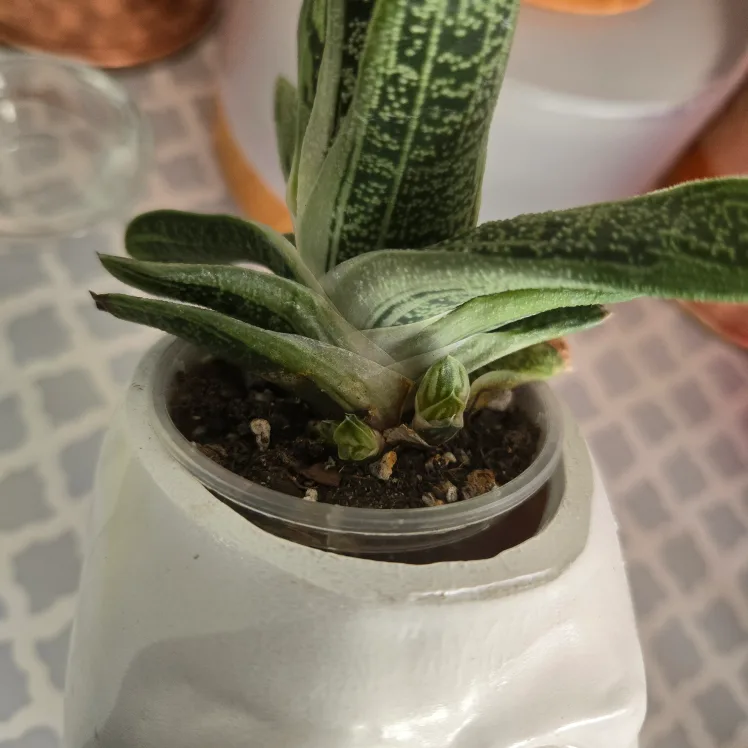 Unique Face Planter with Succulent image indicator(6)