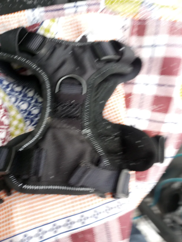 Black Dog Harness - Small# freecycle image indicator(3)
