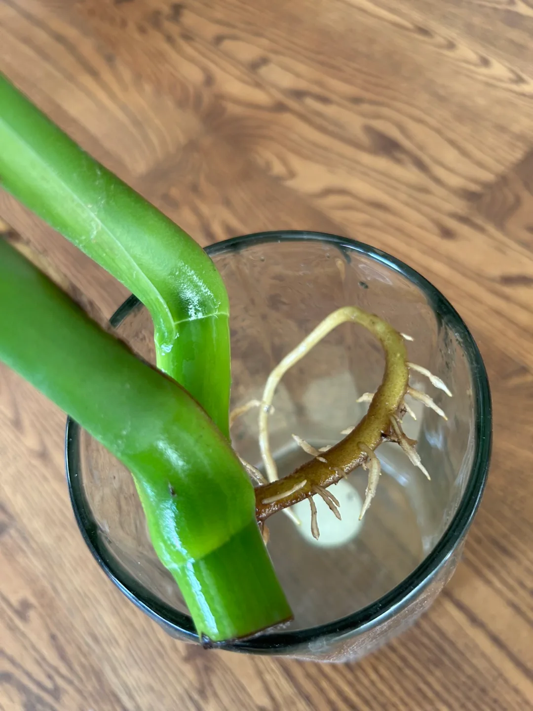 Monstera deliciosa image indicator(3)