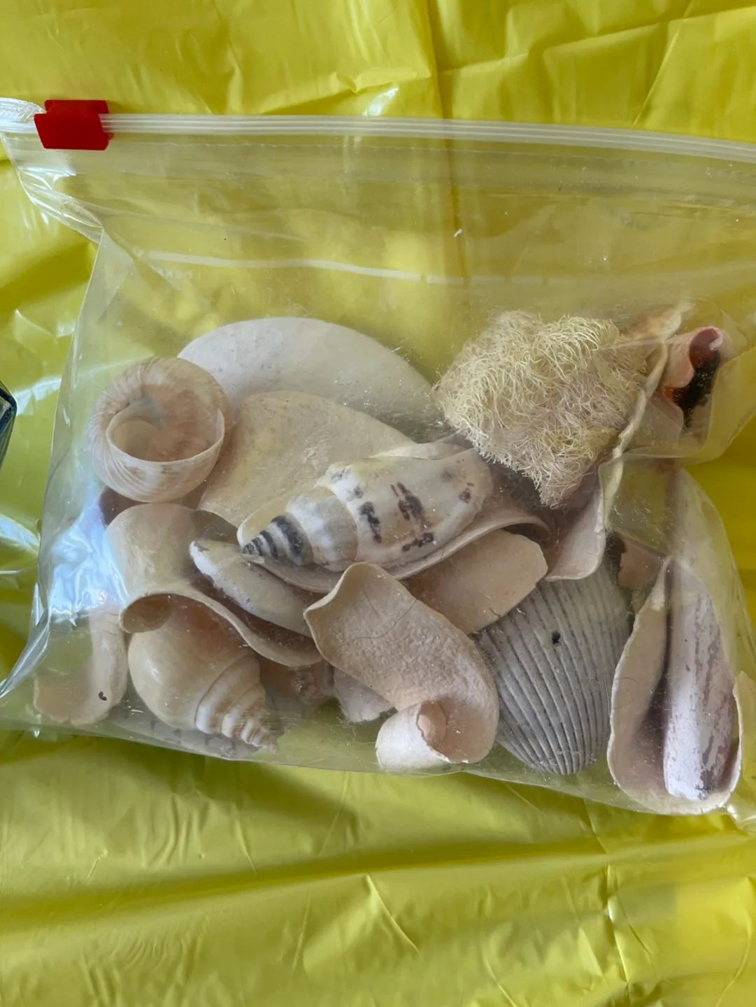 Geometric Glass Vase with Seashells image indicator(2)