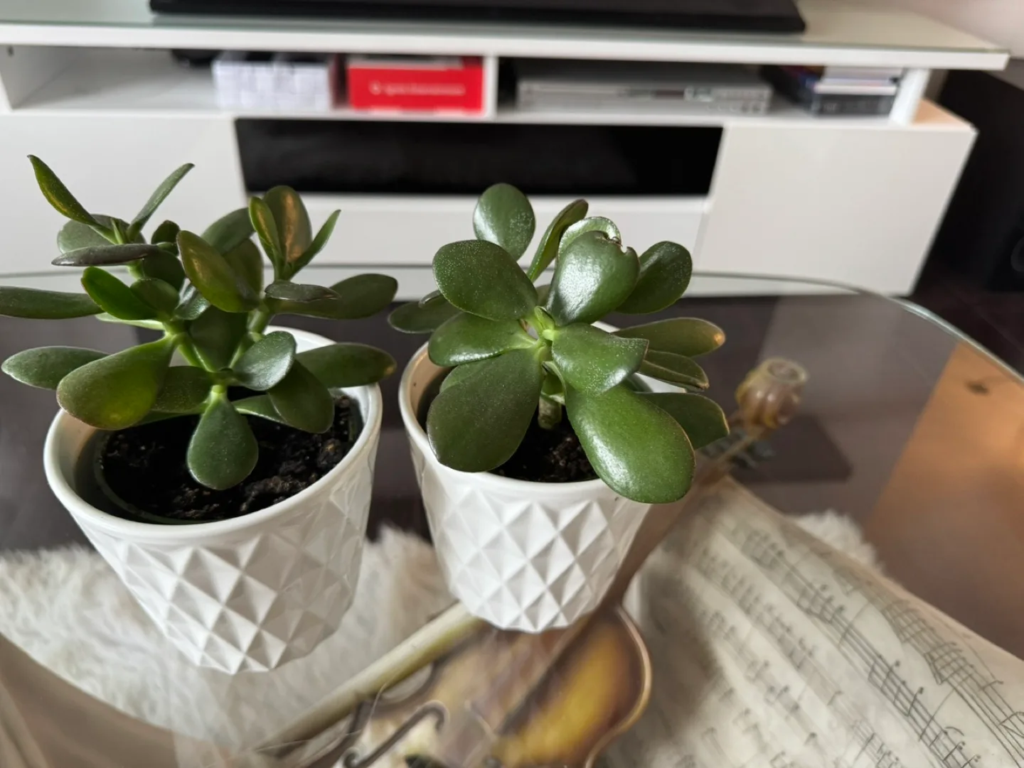 Jade Plant in White Pot image indicator(3)
