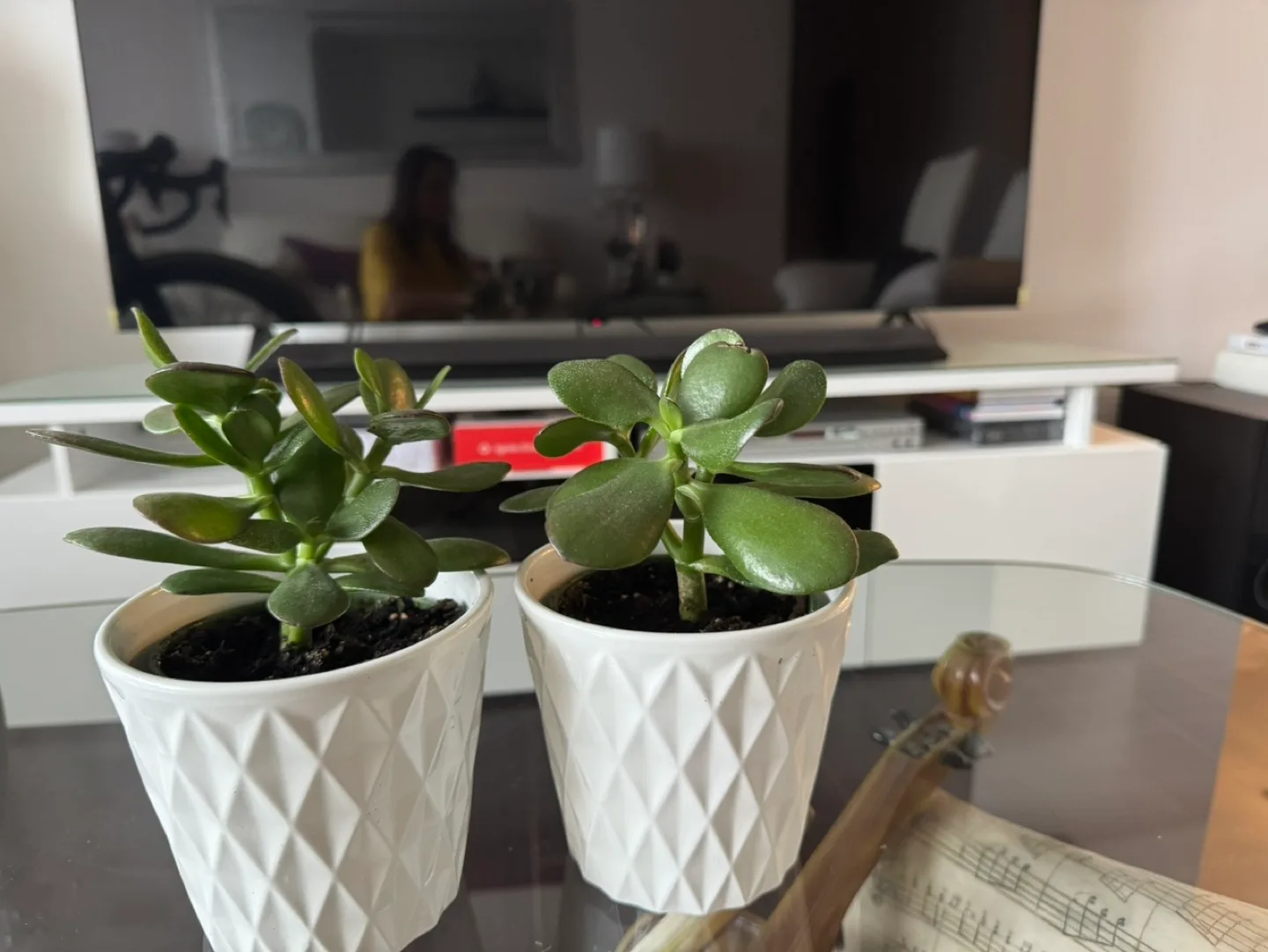 Jade Plant in White Pot image indicator(6)