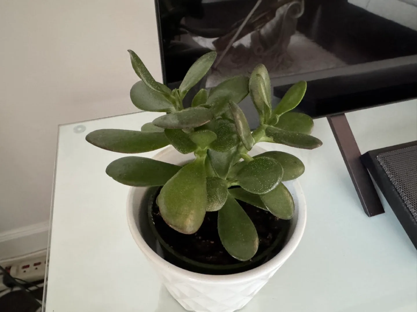 Jade Plant in White Pot image indicator(2)