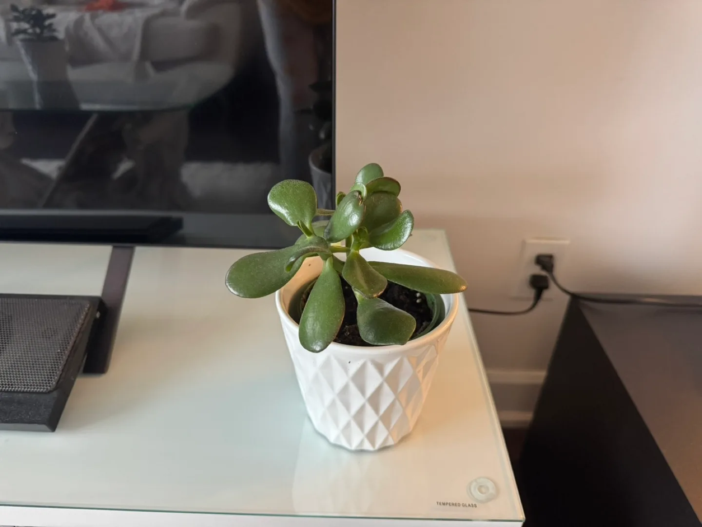Jade Plant in White Pot image indicator(4)