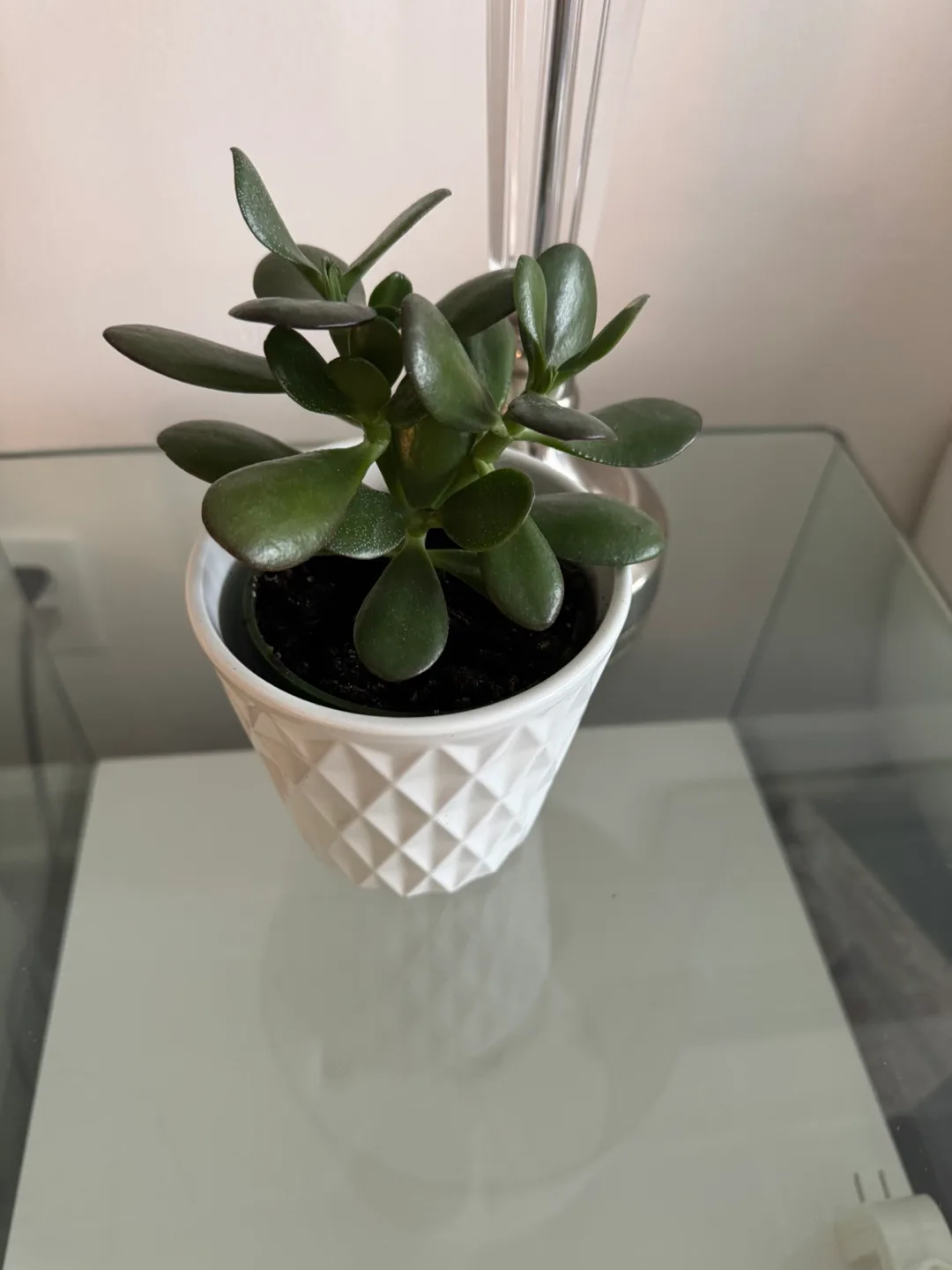 Jade Plant in White Pot image indicator(5)