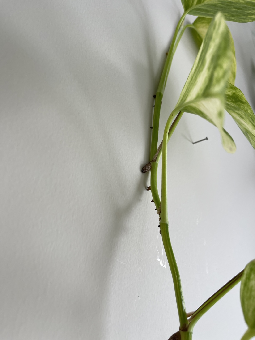 Large Golden Pothos Plant - photo 5