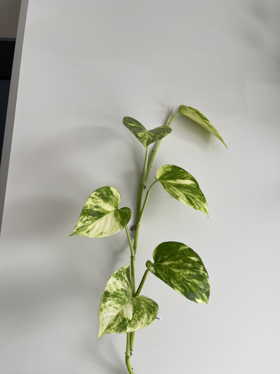 Large Golden Pothos Plant - photo 4