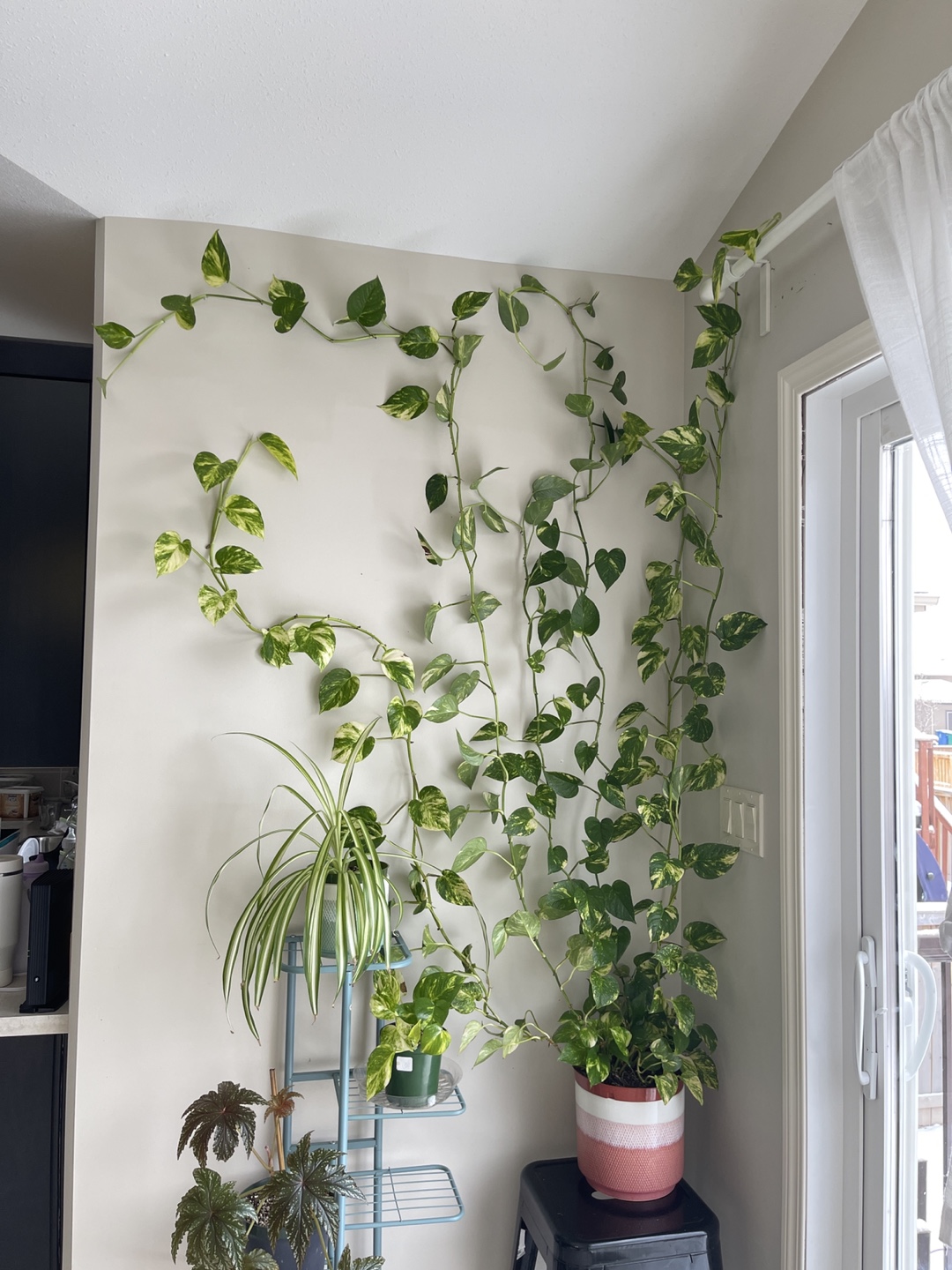 Large Golden Pothos Plant