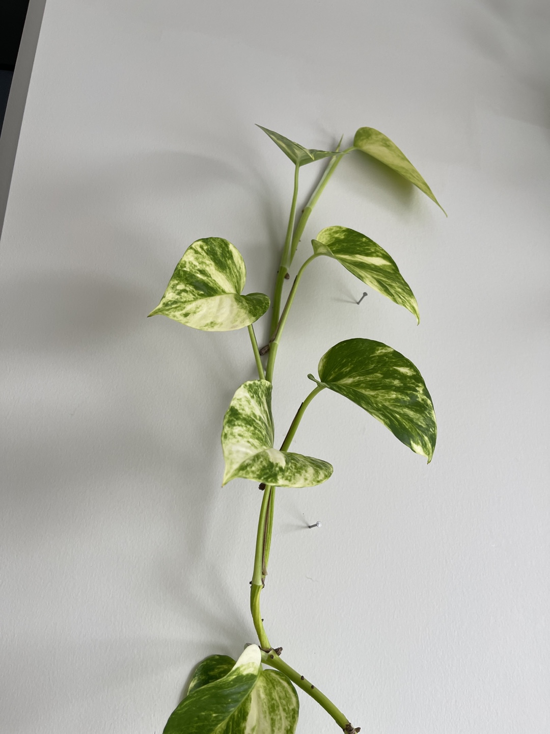 Large Golden Pothos Plant - photo 3