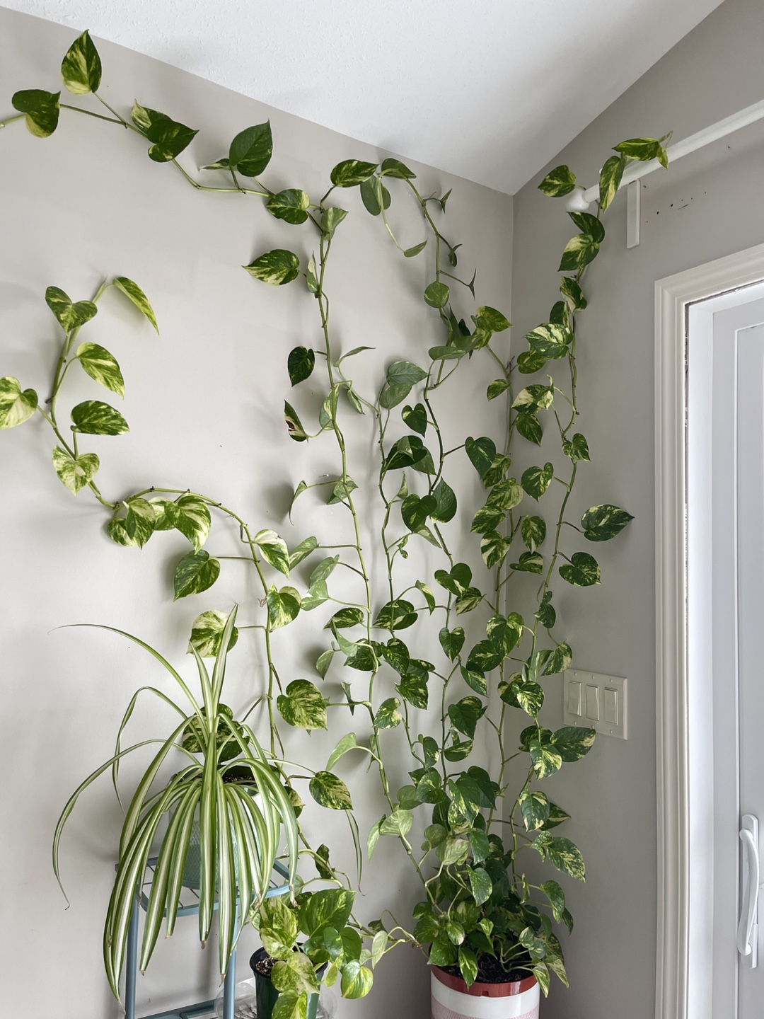 Large Golden Pothos Plant - photo 2