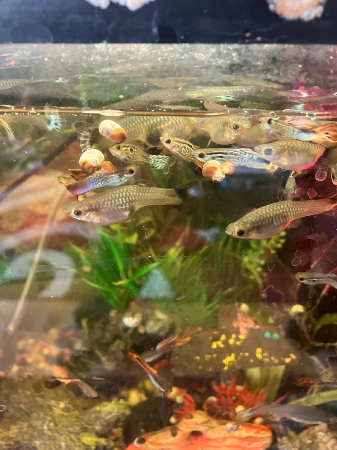 Free snails and guppy fish image indicator(2)