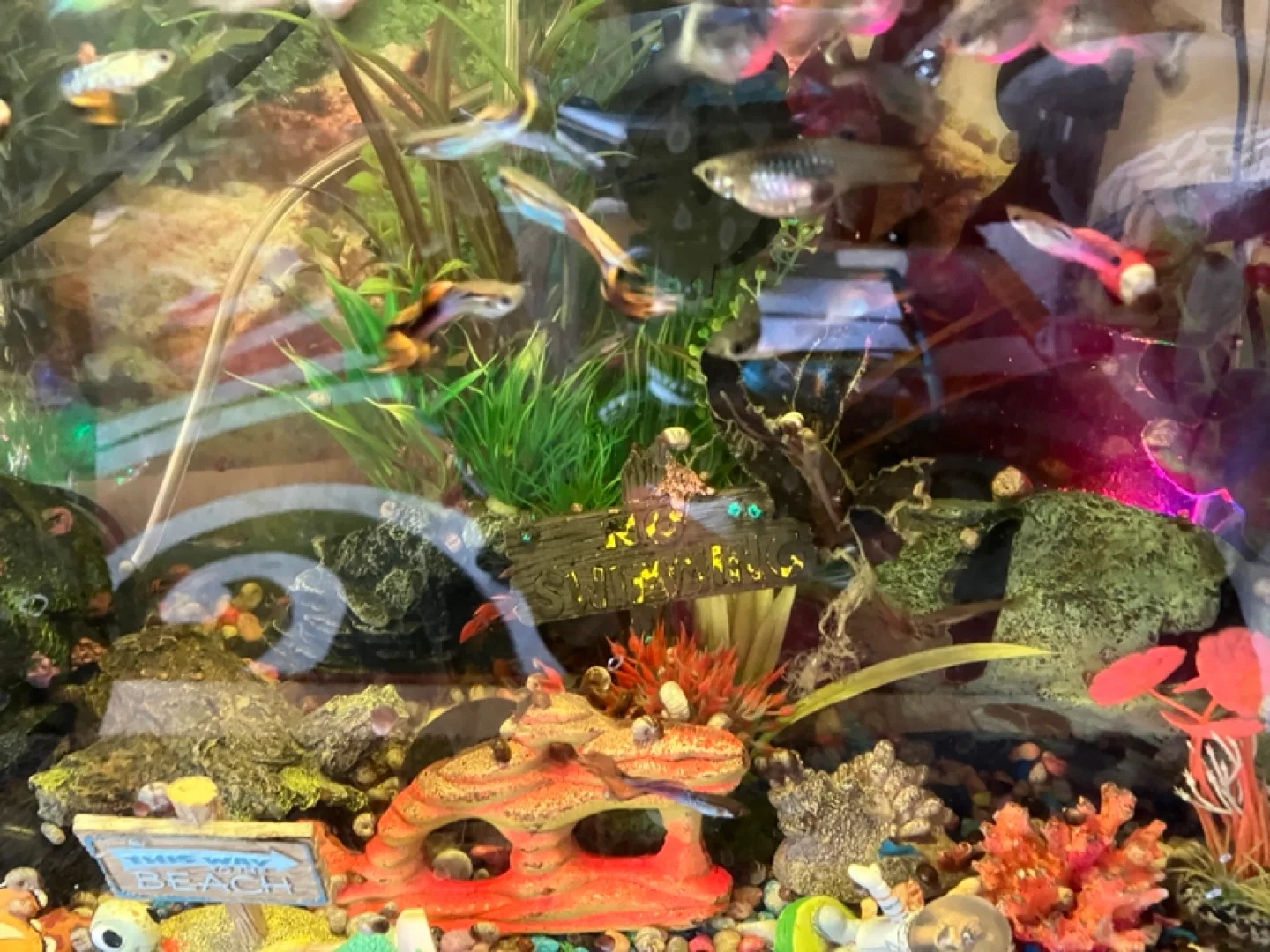 Free snails and guppy fish image indicator(3)