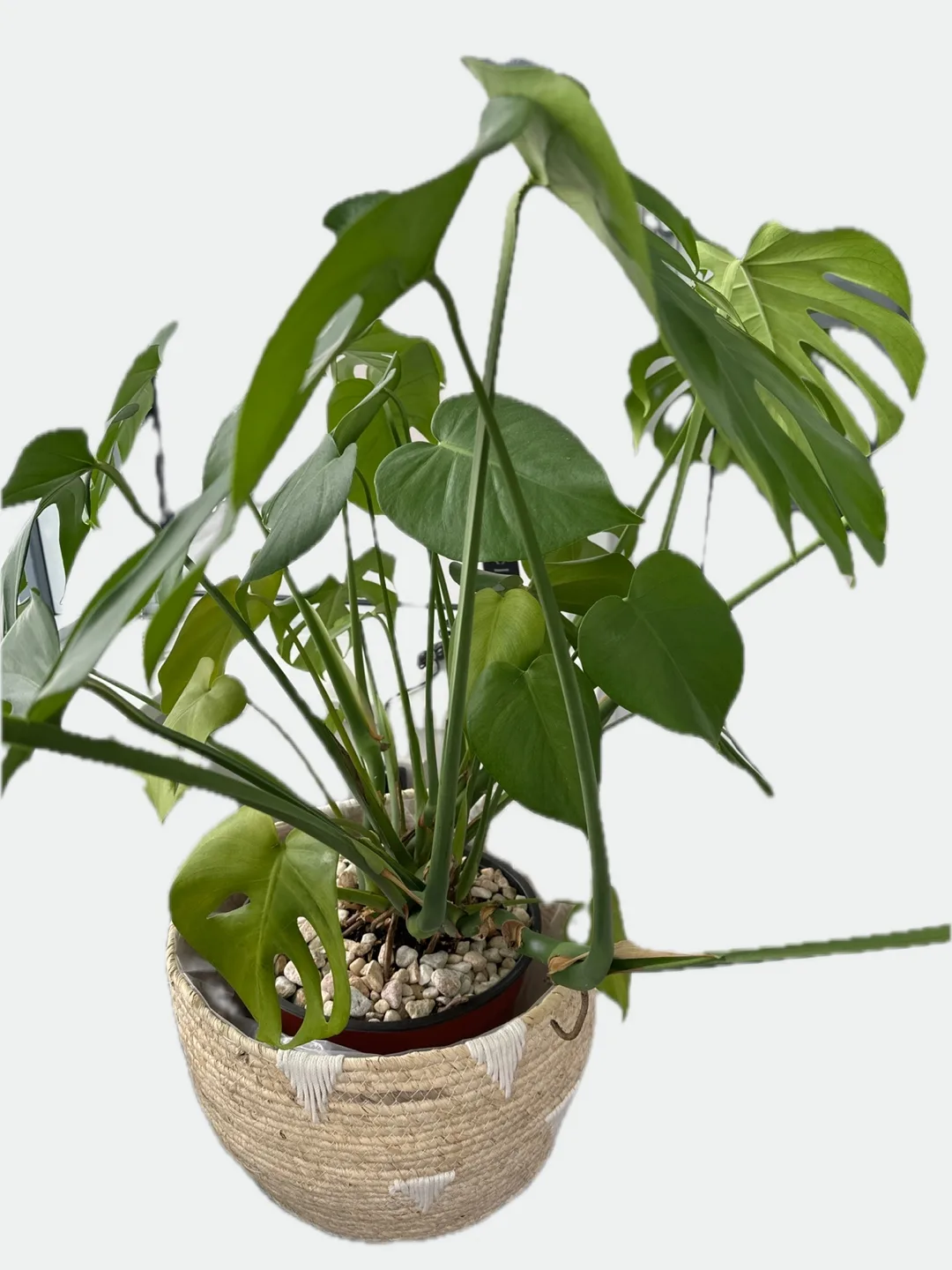 Monstera deliciosa in pot image indicator(2)