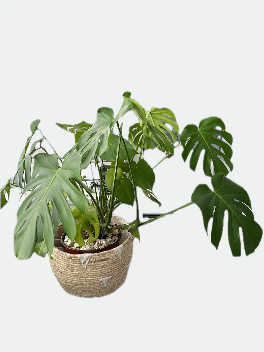 Monstera deliciosa in pot image indicator(3)