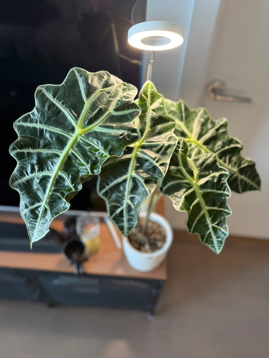 Alocasia Polly + extras image indicator(2)