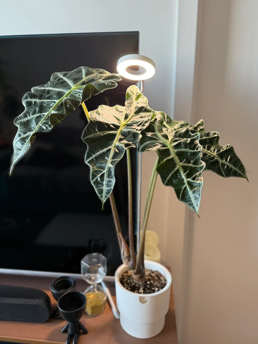 Alocasia Polly + extras image indicator(3)