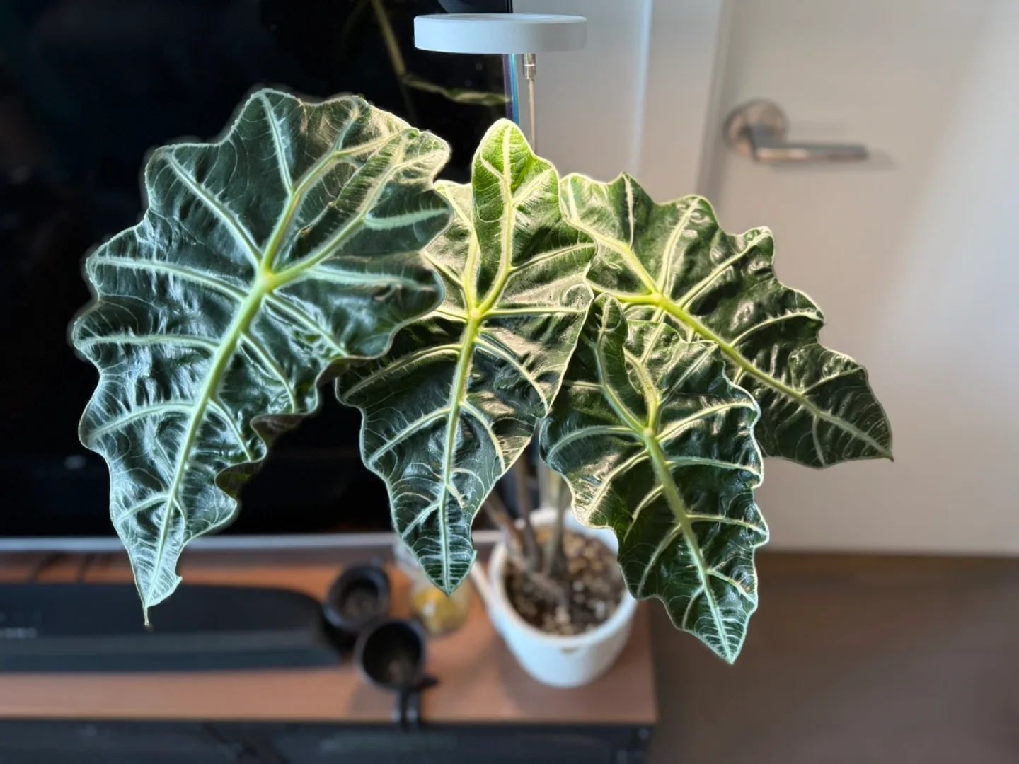 Alocasia Polly + extras thumbnail