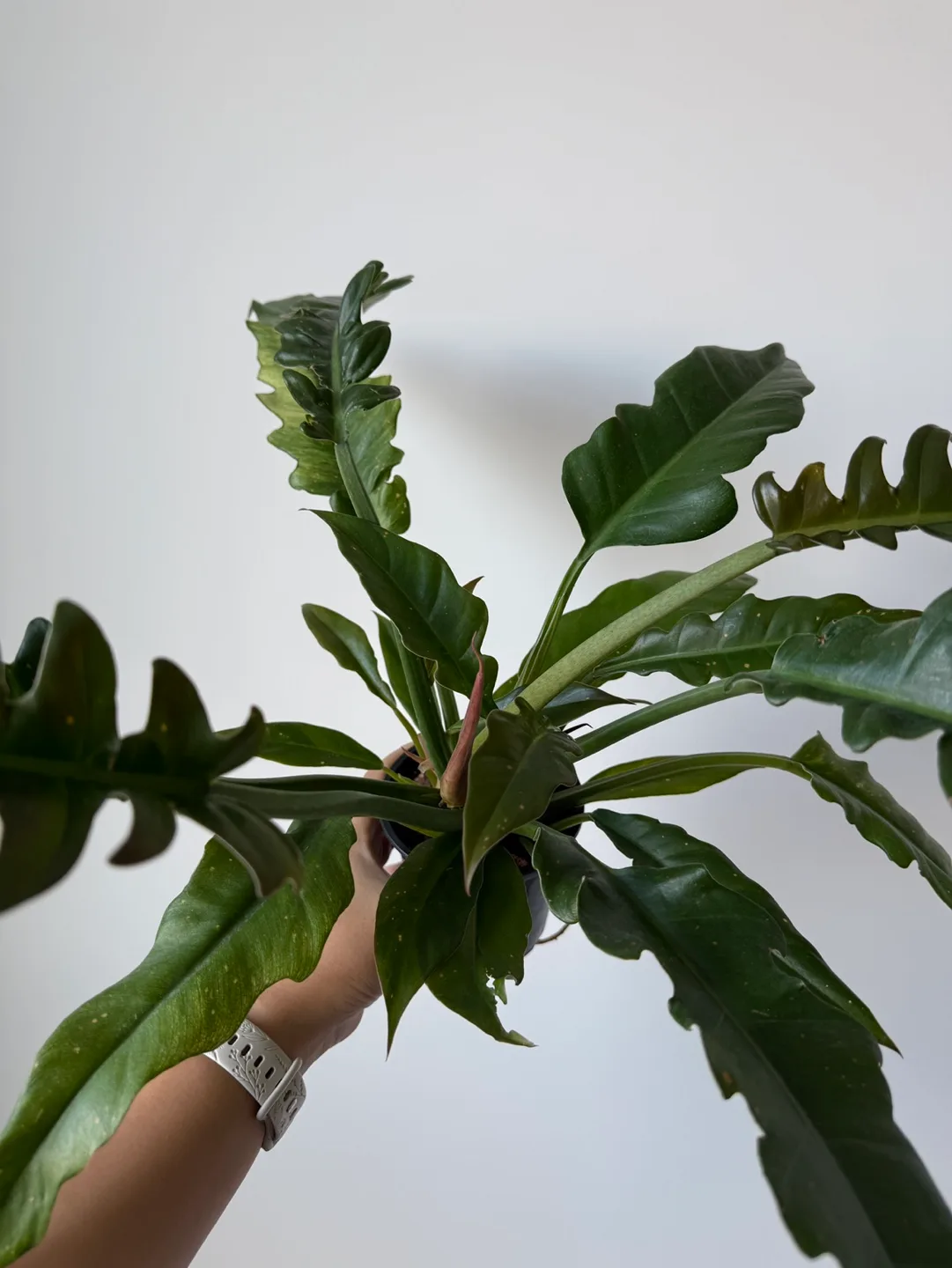 Philodendron Narrows + pot image indicator(5)