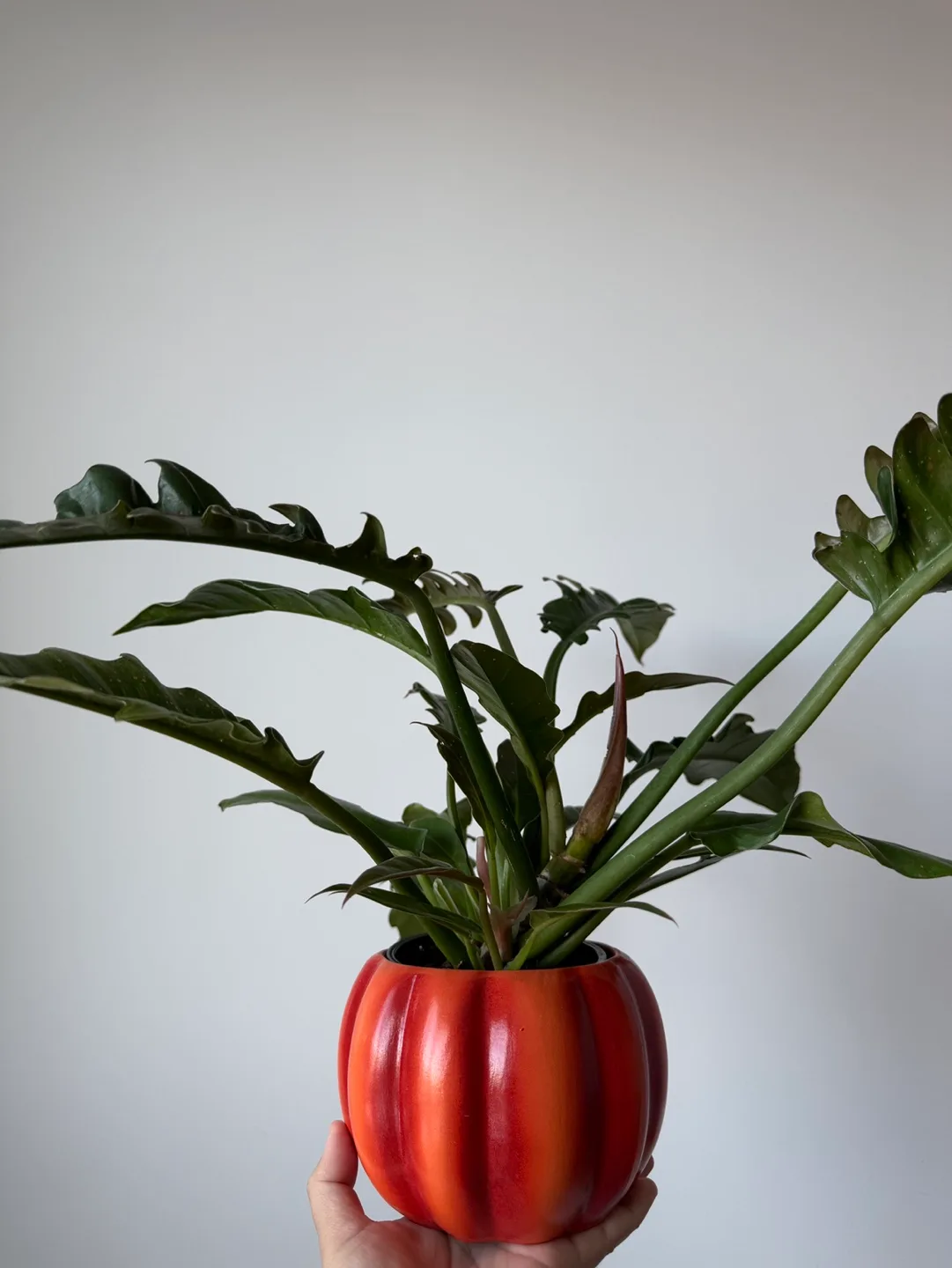 Philodendron Narrows + pot thumbnail
