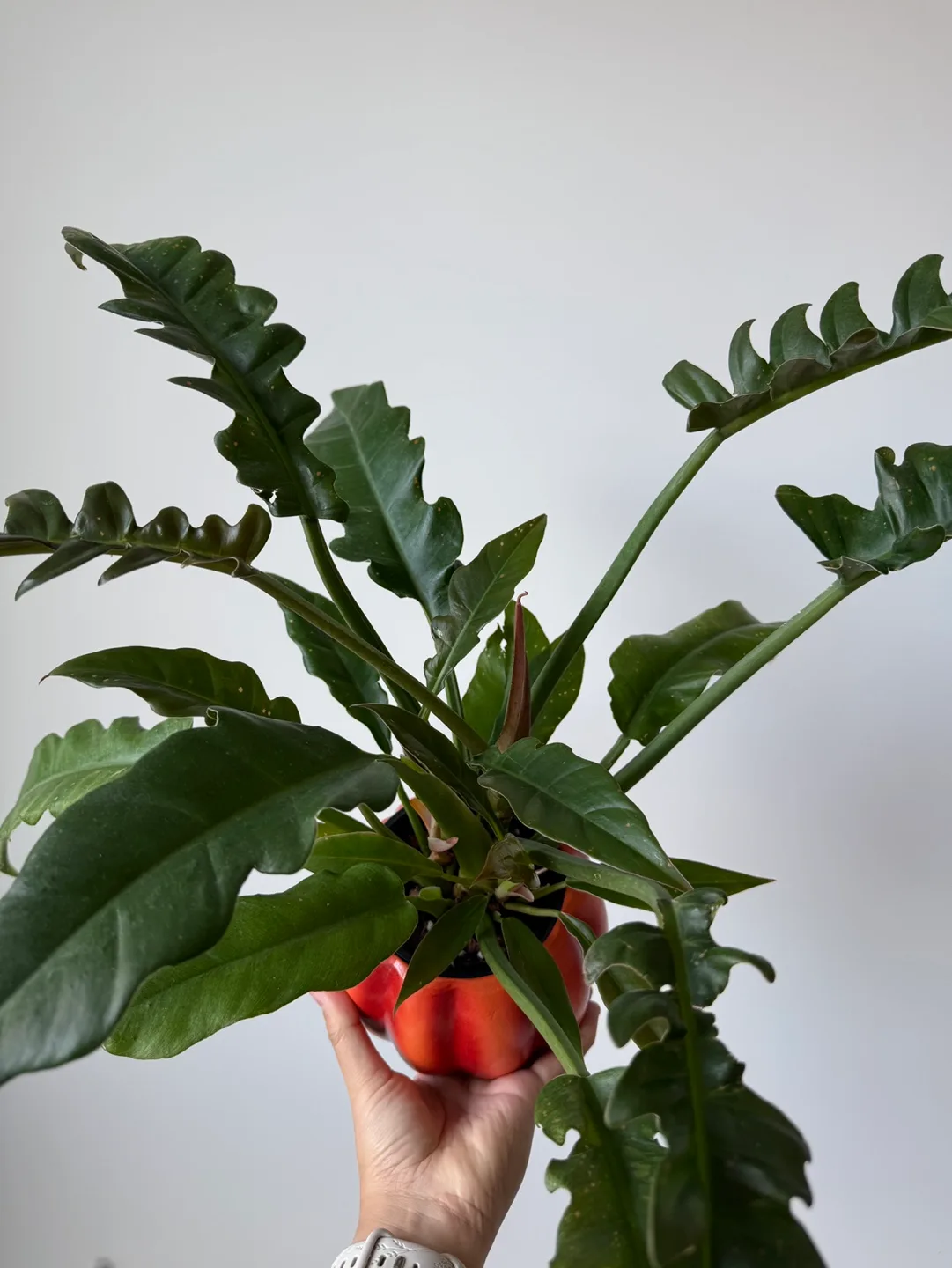 Philodendron Narrows + pot image indicator(2)