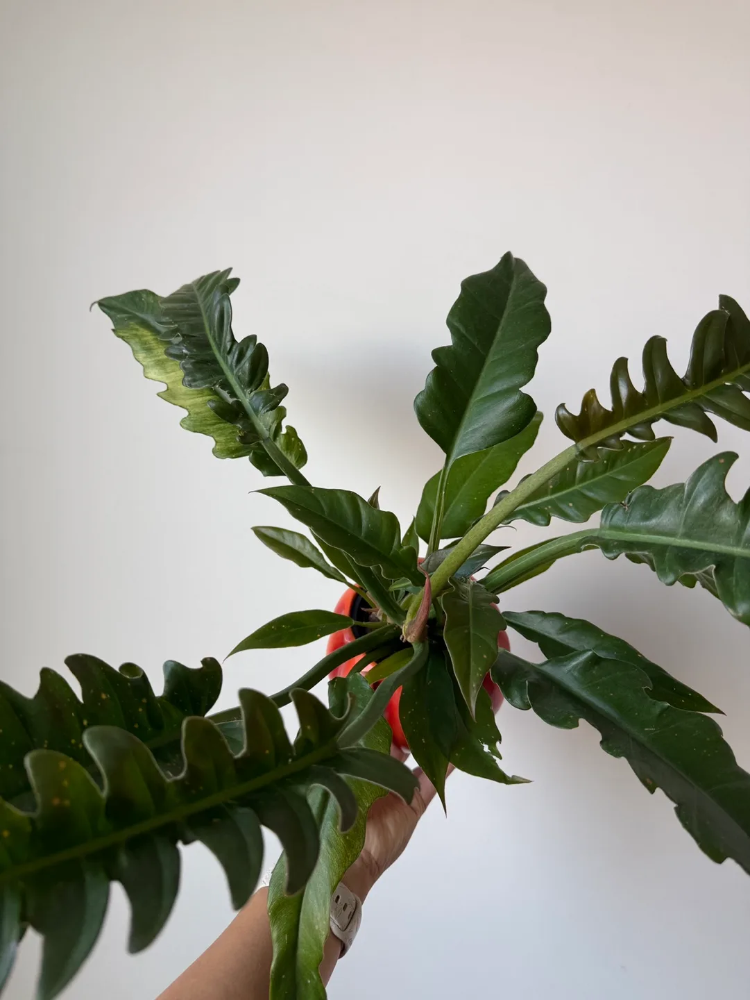 Philodendron Narrows + pot image indicator(4)