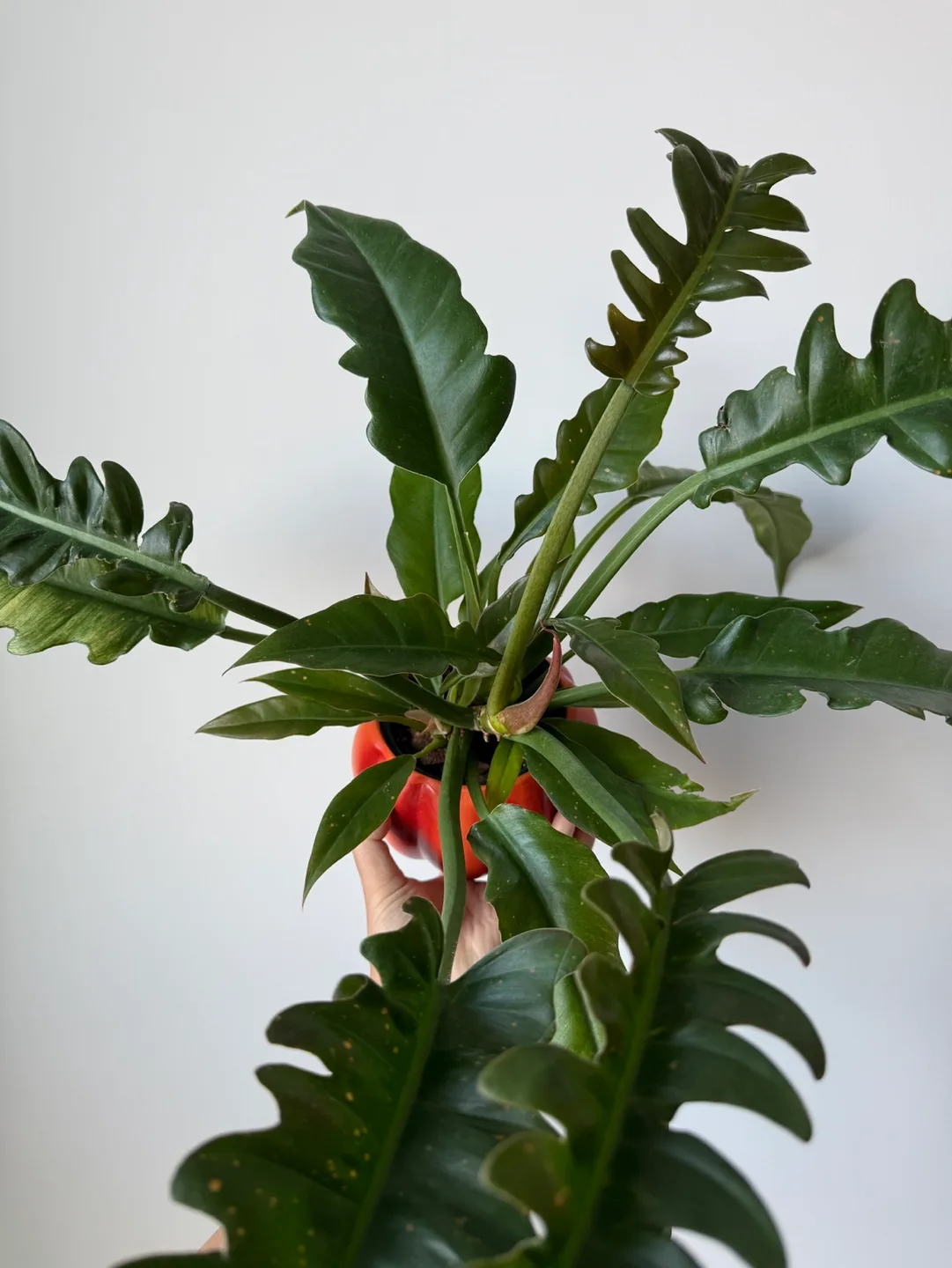 Philodendron Narrows + pot image indicator(3)