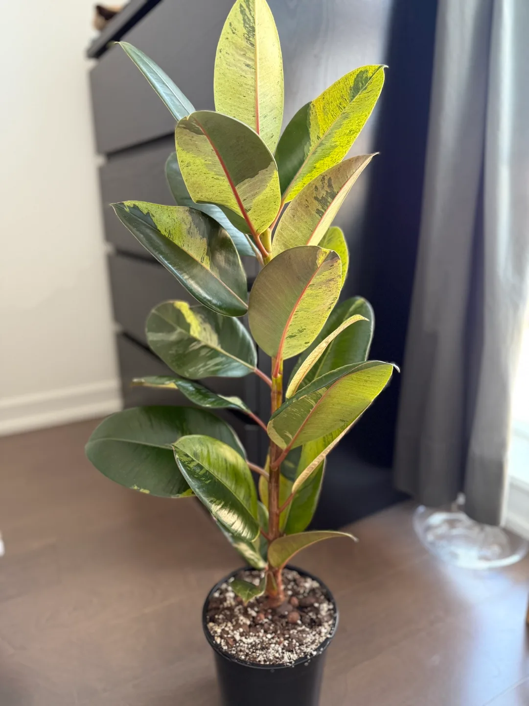 Ficus Moonshine Shivereana thumbnail