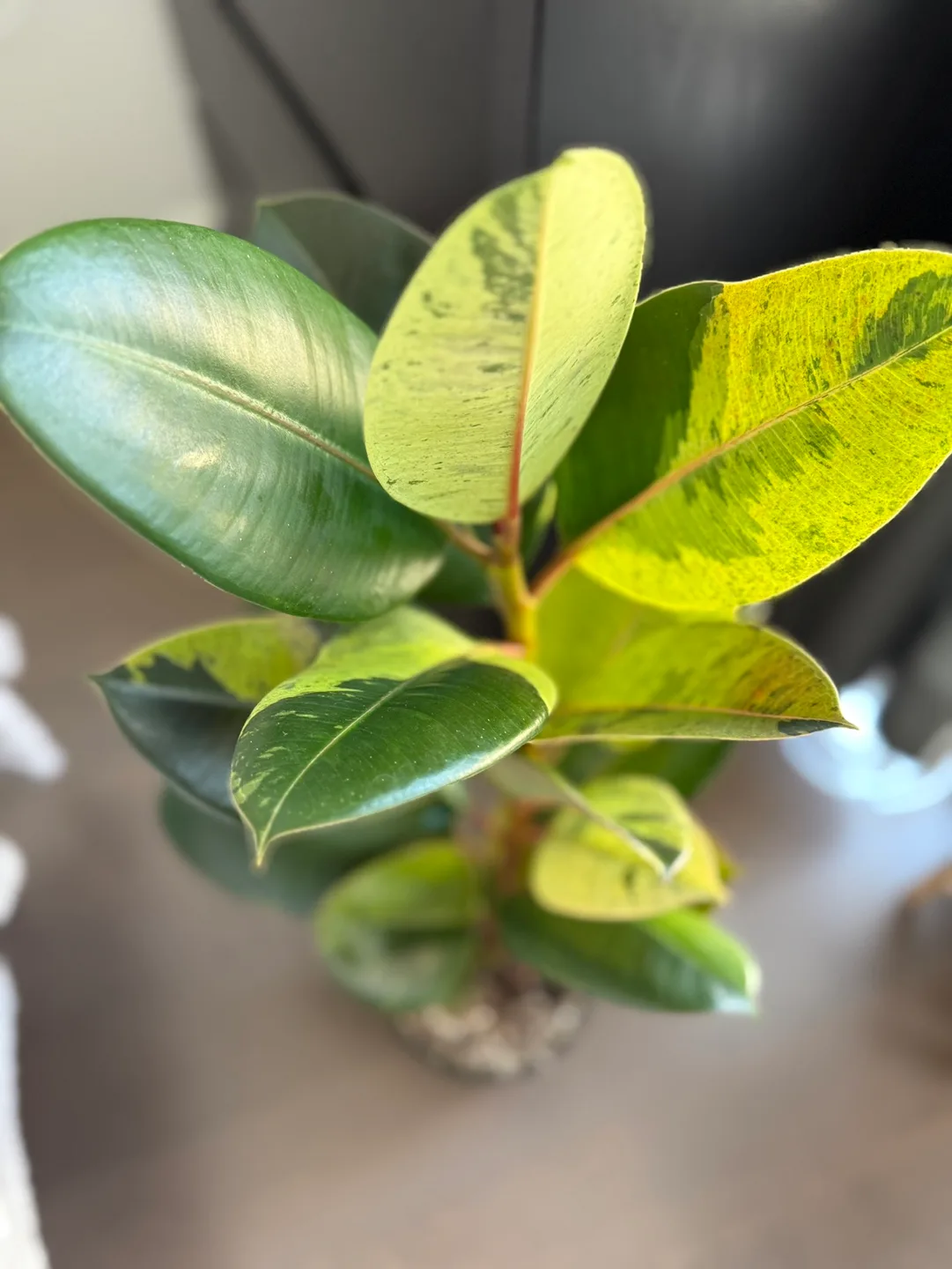 Ficus Moonshine Shivereana image indicator(2)