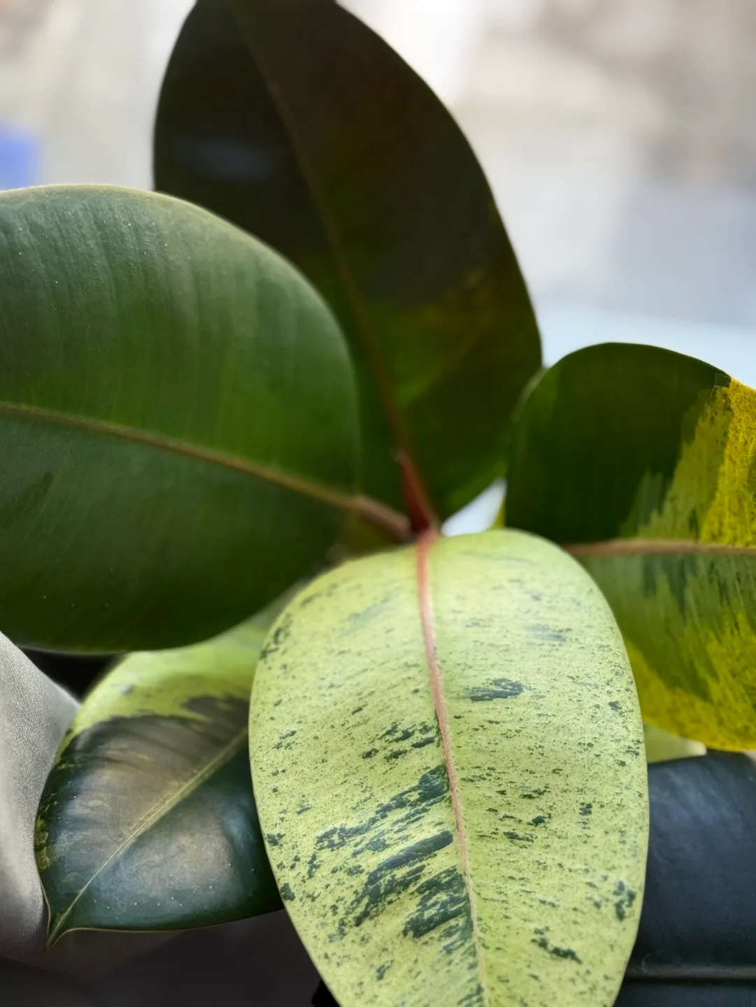 Ficus Moonshine Shivereana image indicator(3)