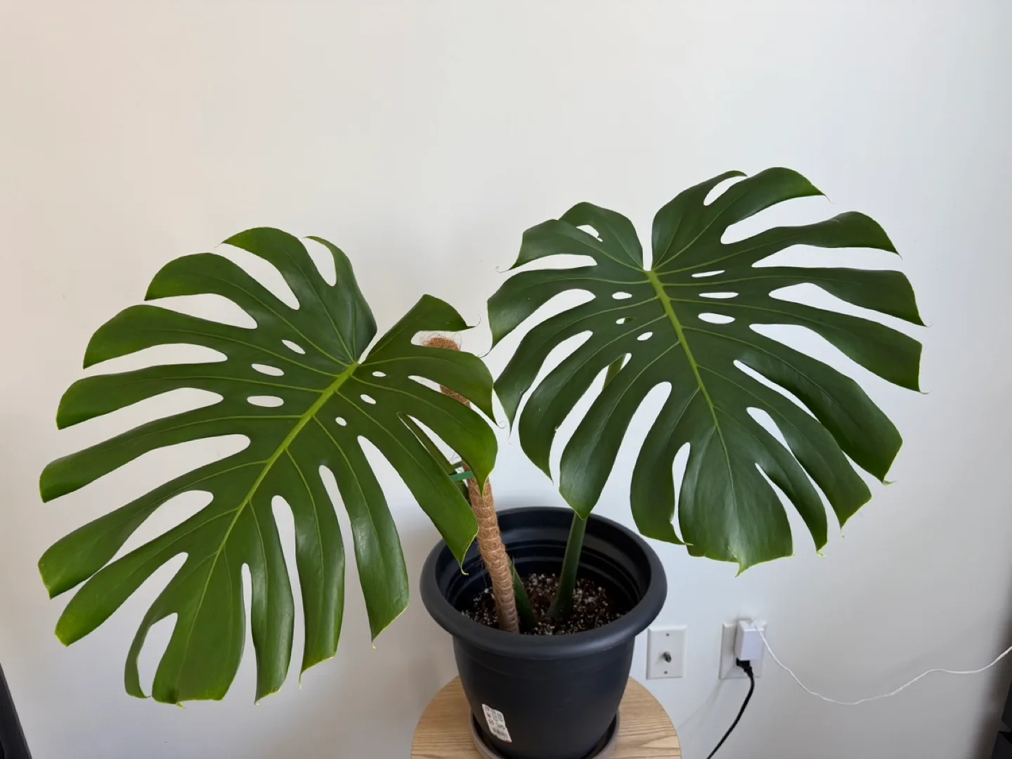 Monstera Deliciosa + pot image indicator(6)