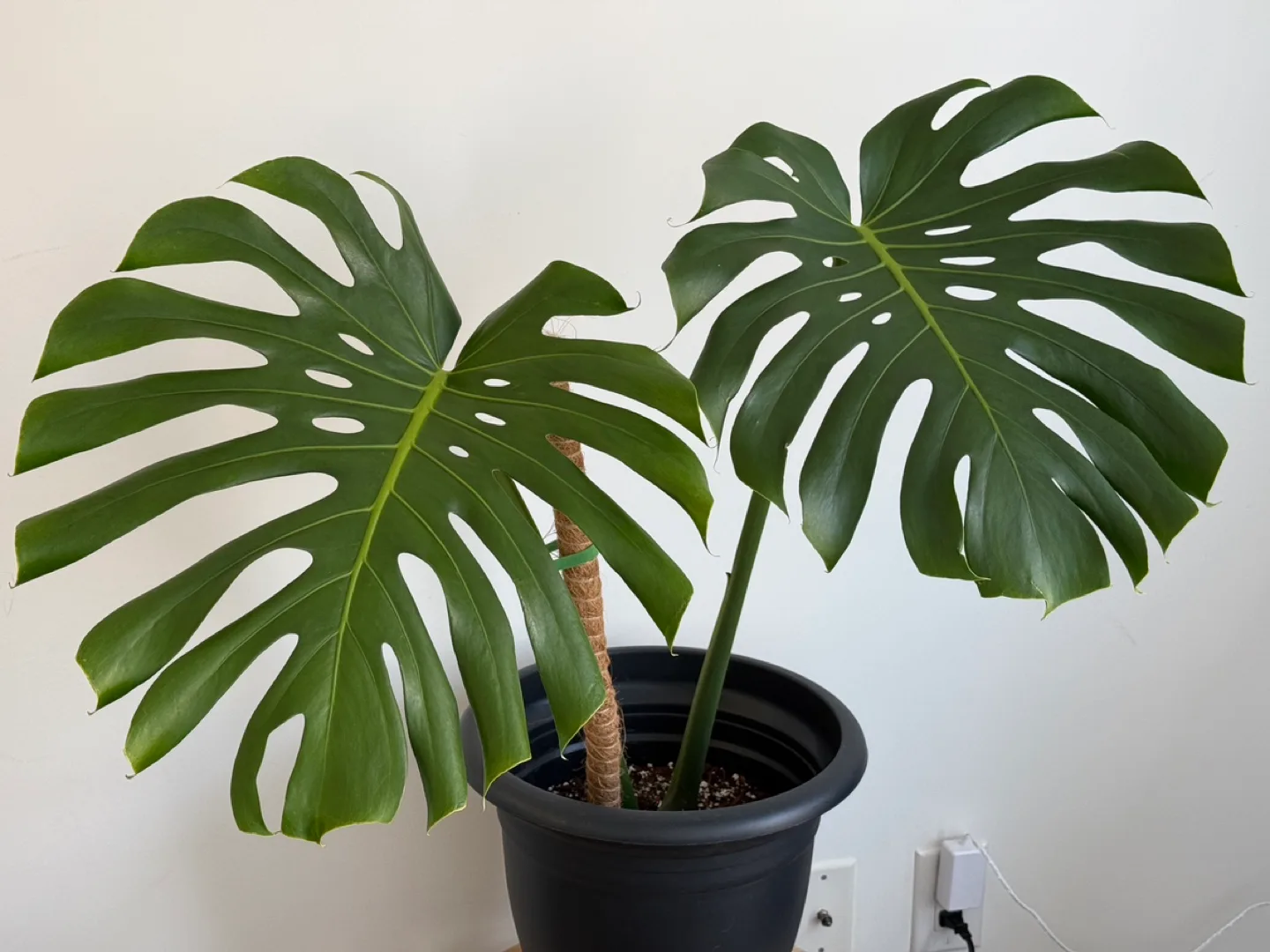 Monstera Deliciosa + pot image indicator(5)